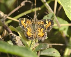 Phyciodes phaon phaon