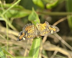 Phyciodes phaon phaon