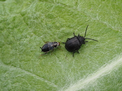 Phyllodromica megerlei