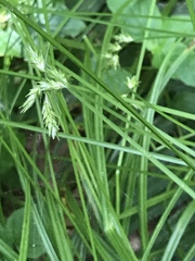 Carex deweyana