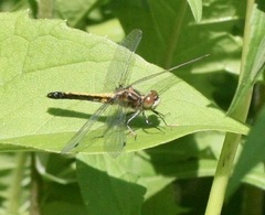 Leucorrhinia intacta