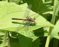 Leucorrhinia intacta