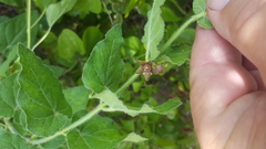 Matelea cynanchoides