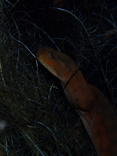 Arafura File Snake sighting