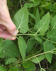 Matelea cynanchoides