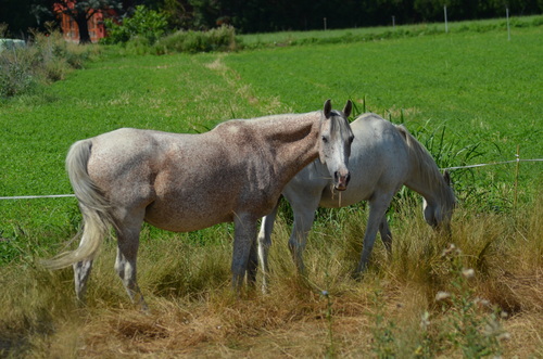 Horse head front view: reference photo 9 by Nico Hernandez