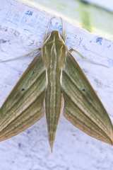 Xylophanes aristor