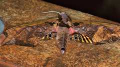Adhemarius sexoculata