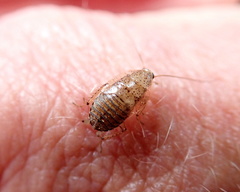Ectobius pallidus