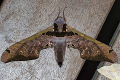 Adhemarius sexoculata
