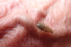 Ectobius pallidus