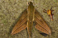 Xylophanes crotonis