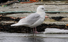 Larus glaucoides glaucoides