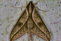 Xylophanes meridanus