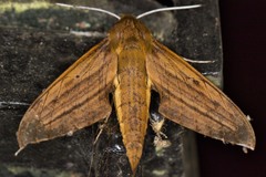 Xylophanes huloti