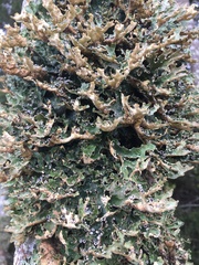 Pseudocyphellaria carpoloma
