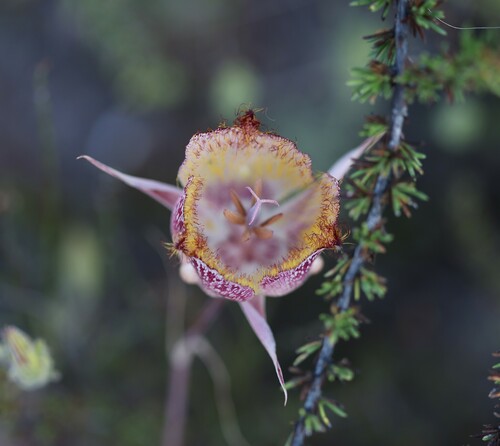 Image of Calochortus fimbriatus by (c) nmoorhatch, some rights reserved (CC BY)