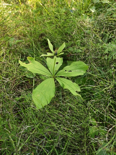Image of Paris verticillata by (c) Юлия, some rights reserved (CC BY)