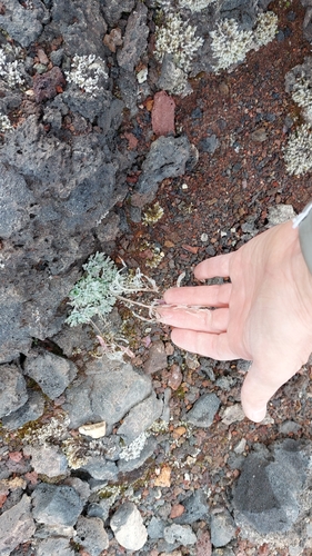 Image of Smelowskia parryoides by no rights reserved