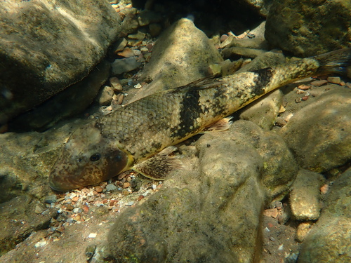 Northern hog sucker (Hypentelium nigricans) — Catostomidae