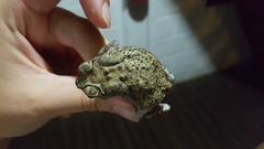 Duttaphrynus melanostictus