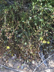 Crocanthemum aldersonii