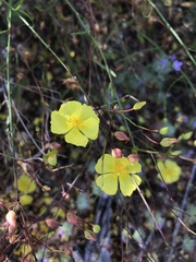 Crocanthemum aldersonii