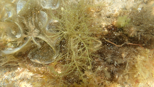 Hypnea musciformis