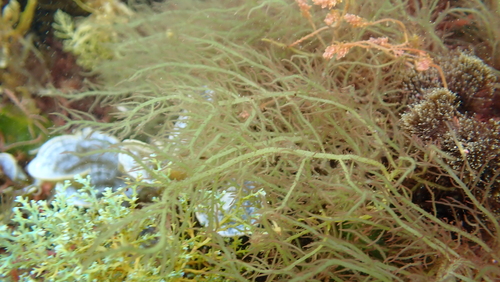 Hypnea musciformis