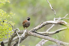Colinus nigrogularis