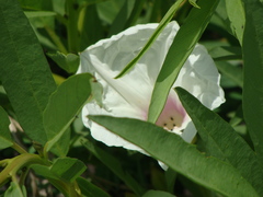 Ipomoea longifolia