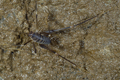 Dolichopoda