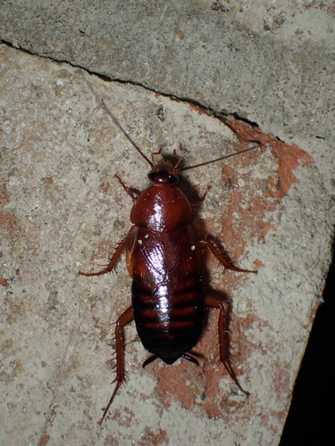 broad wood cockroach
