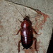 Broad Wood Cockroach - Photo (c) John P Friel, some rights reserved (CC BY), uploaded by John P Friel