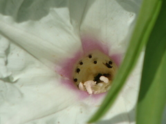 Ipomoea longifolia