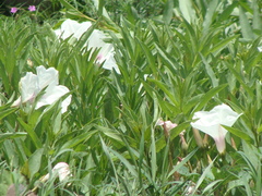 Ipomoea longifolia