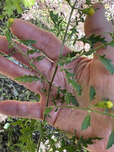 Image of Aureolaria grandiflora by no rights reserved