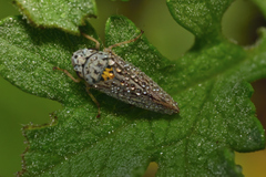 Graphocephala appropinquans