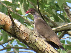 Patagioenas speciosa