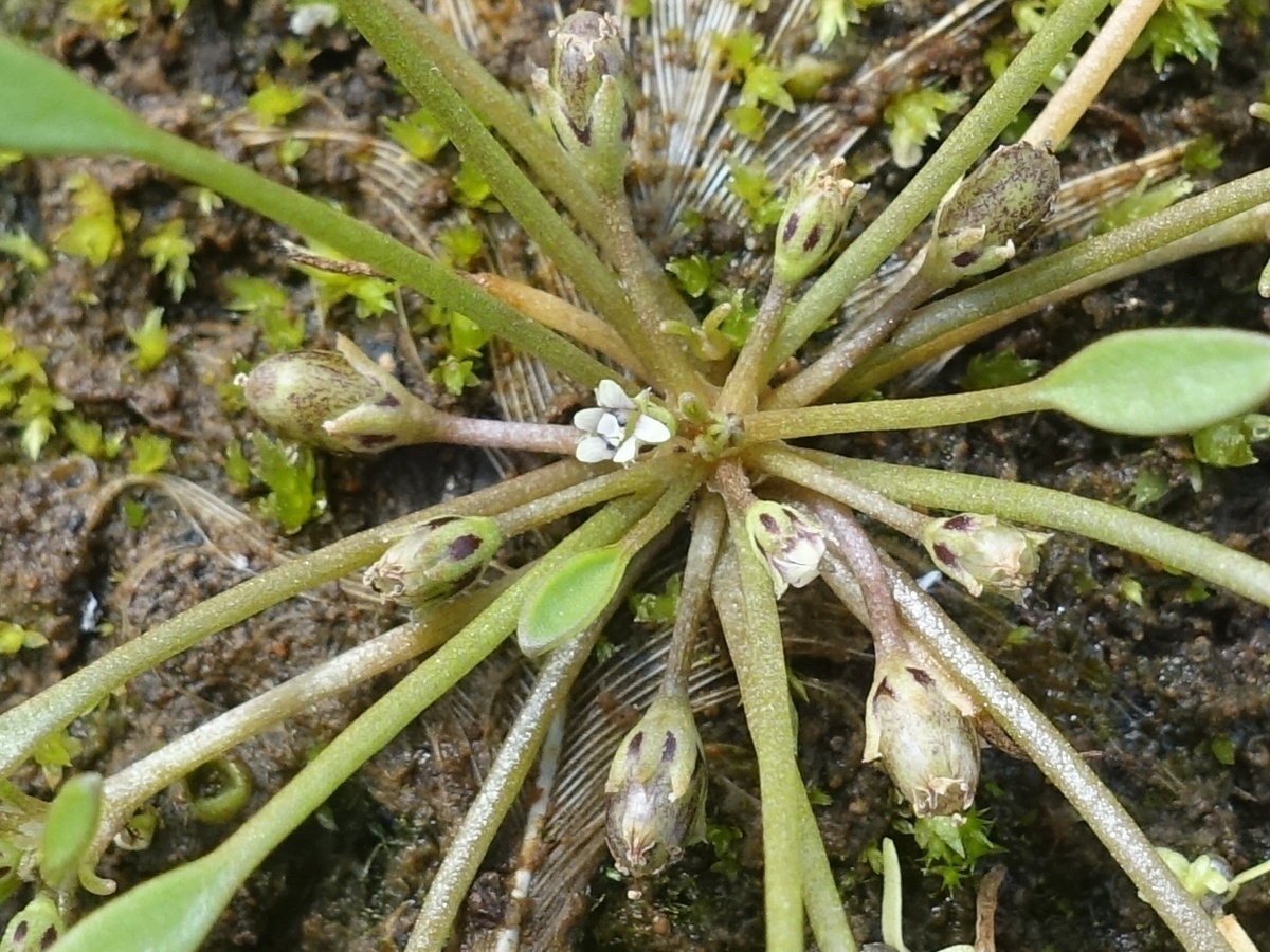 Limosella aquatica