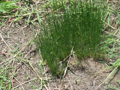 Typhaceae