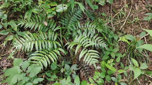 Plagiogyria japonica iNat (2)