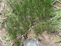 Typhaceae