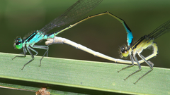 Ischnura elegans