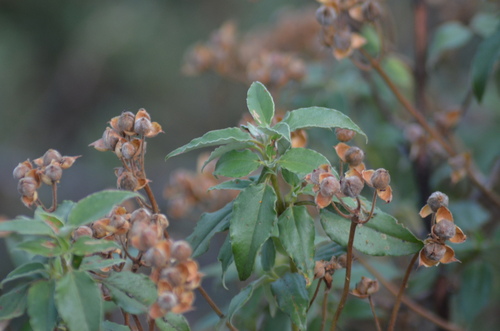 Image of Cistus laurifolius by (c) Nico Hernandez, some rights reserved (CC BY)