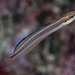 Sabertooth Blenny - Photo (c) Frank Krasovec, some rights reserved (CC BY-NC), uploaded by Frank Krasovec