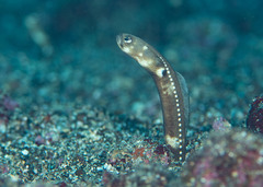 Galapagos Garden Eel photo 1