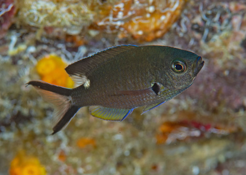 Chromis atrilobata Gill, 1862
