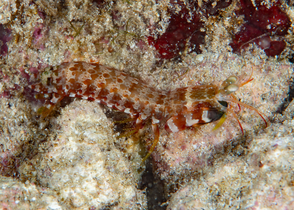 Neogonodactylus zacae
