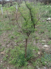 Eysenhardtia polystachya